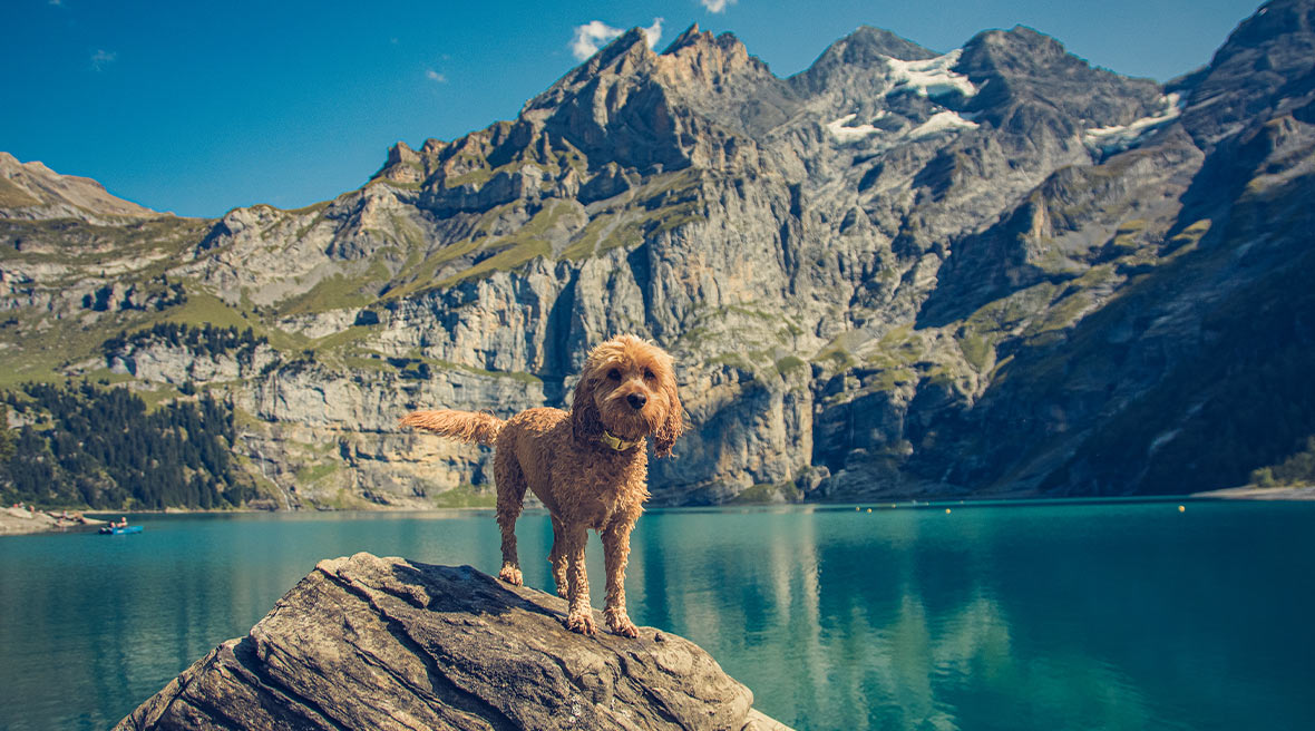 Rocky mountain façade behind a blue still lake, a dog sits on a rock centre of the frame.